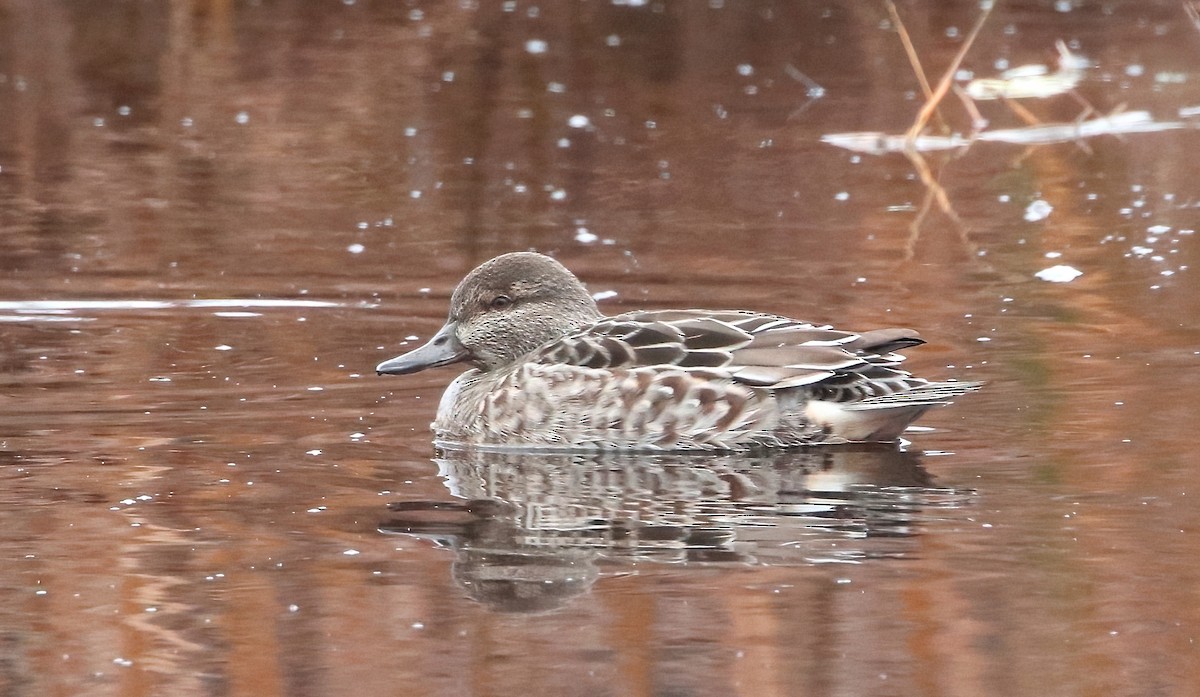 Green-winged Teal - ML507282191