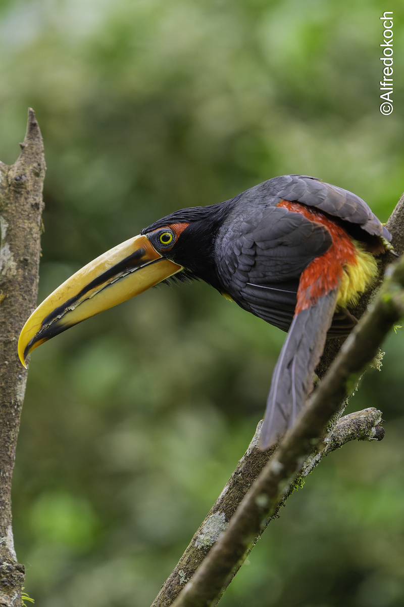 Collared Aracari - ML507282801