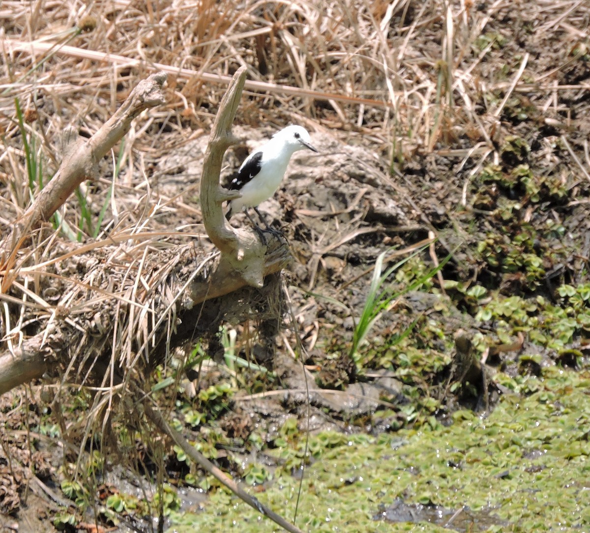 Pied Water-Tyrant - Ann Denburgh