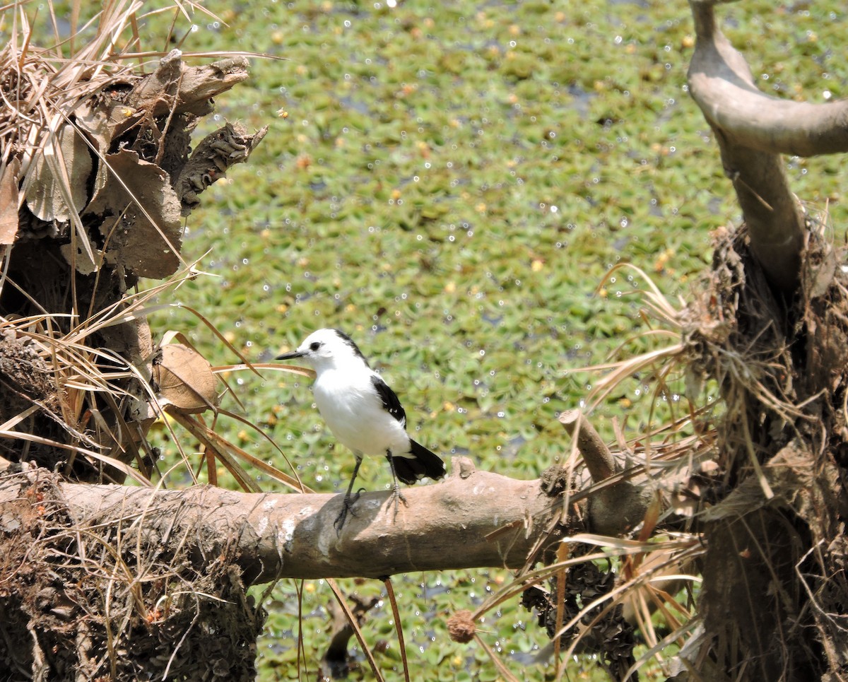 Pied Water-Tyrant - ML507283541