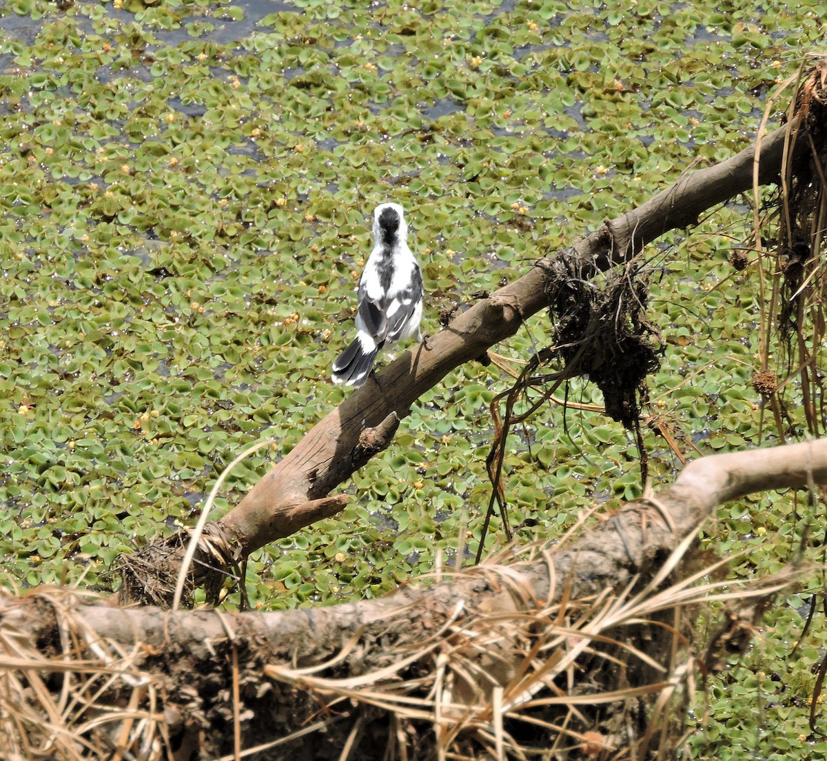 Pied Water-Tyrant - Ann Denburgh