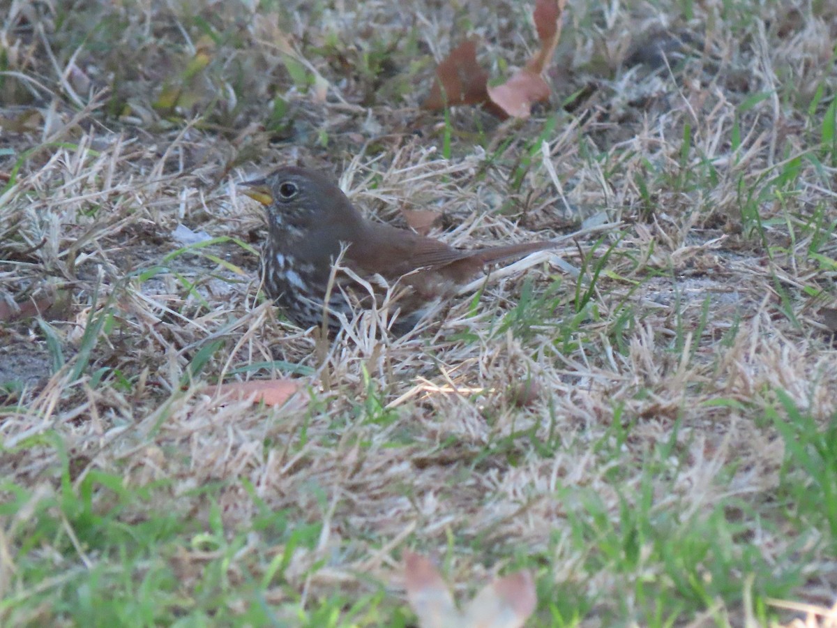 Fox Sparrow (Sooty) - ML507284401