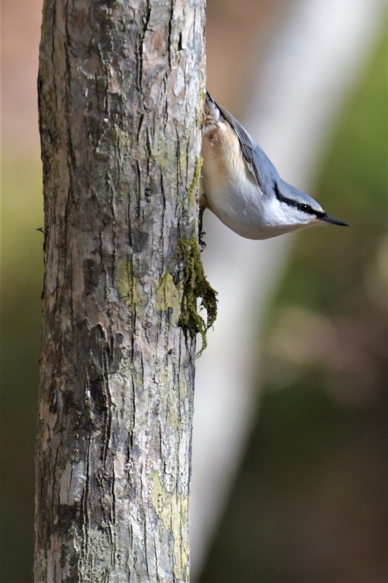 Eurasian Nuthatch - Hikawa Takeshi