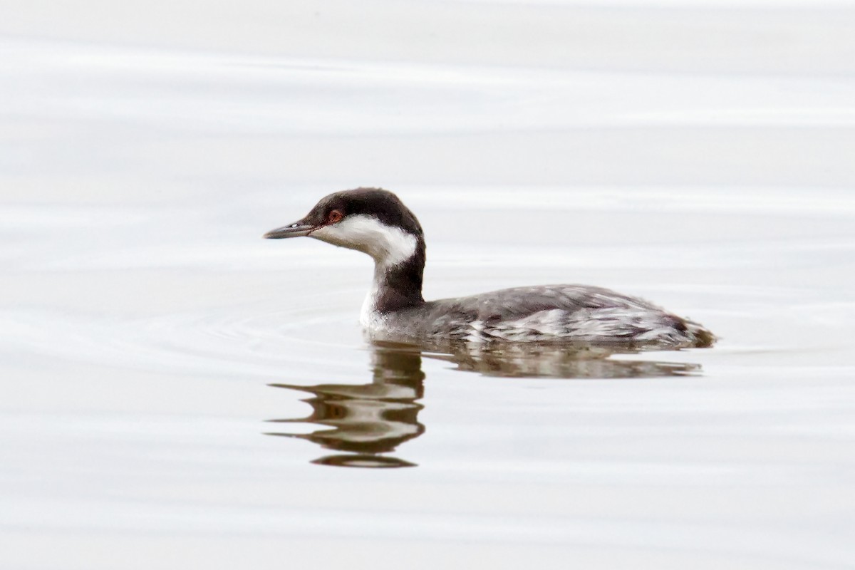 Horned Grebe - ML507286731