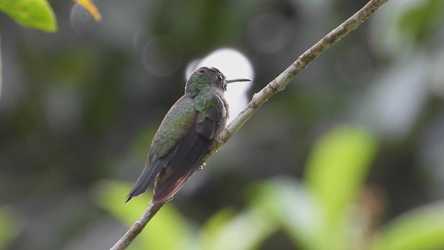 kolibřík skvrnitoprsý - ML507287401