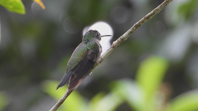 Schuppenbrustkolibri - ML507287401