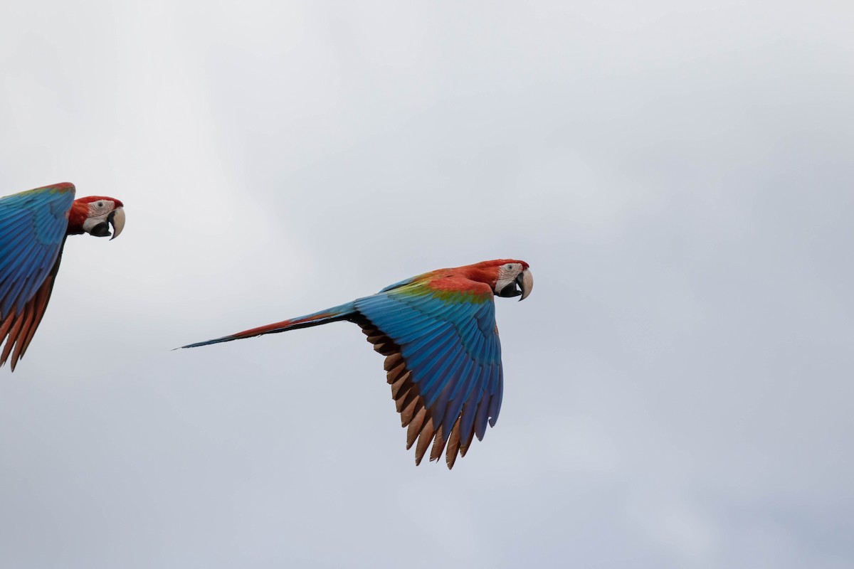 Red-and-green Macaw - ML507287791