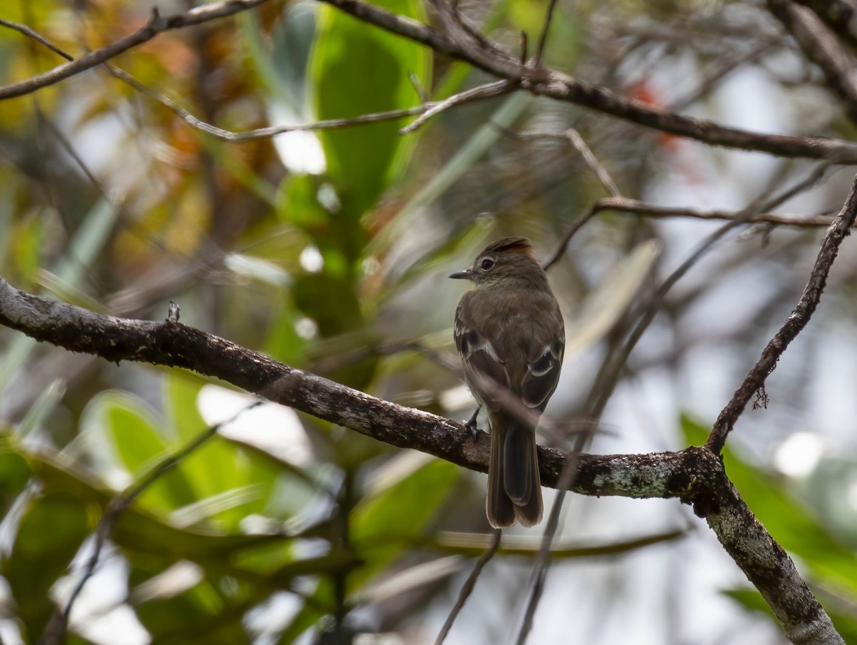 Rufous-crowned Elaenia - ML507287871