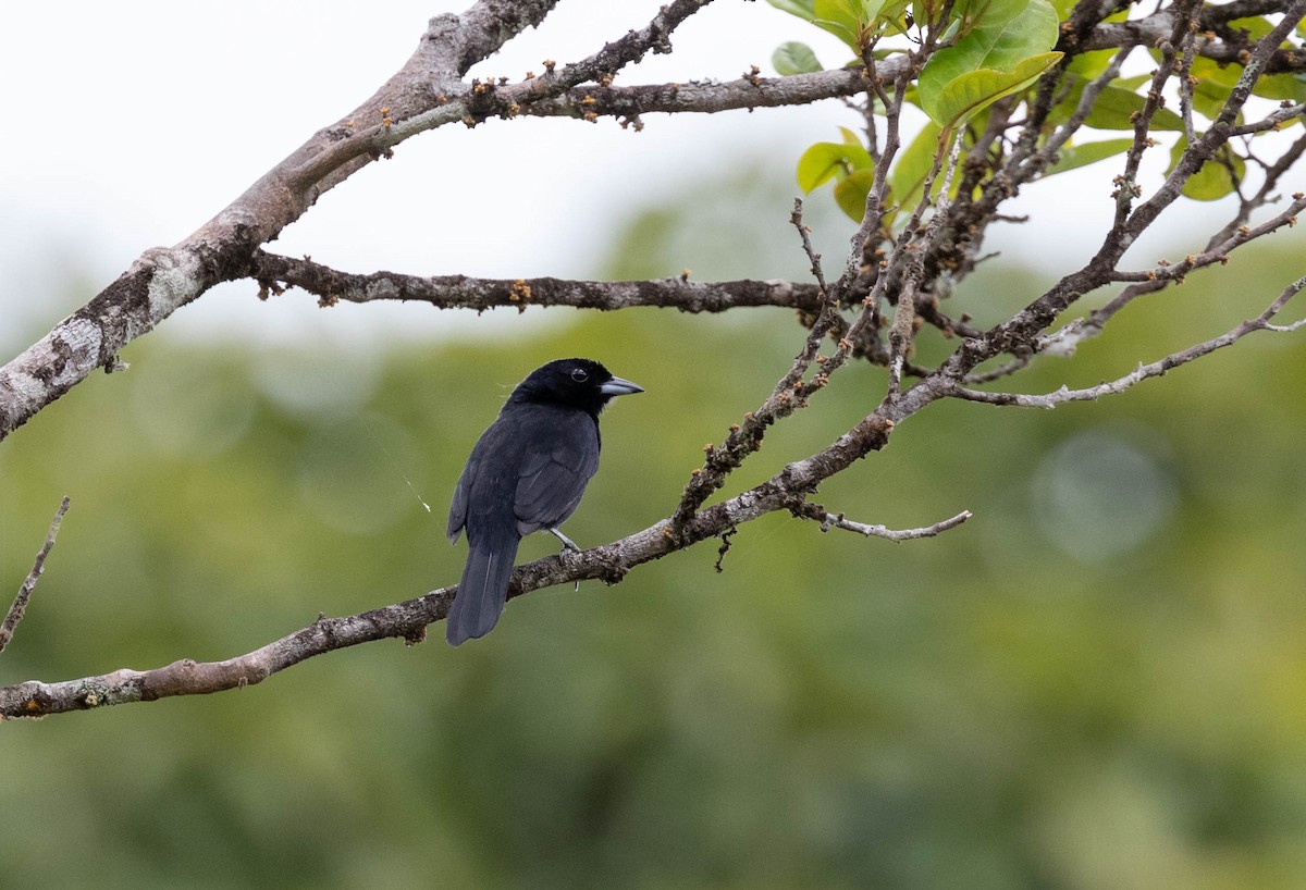 Red-shouldered Tanager - ML507287901