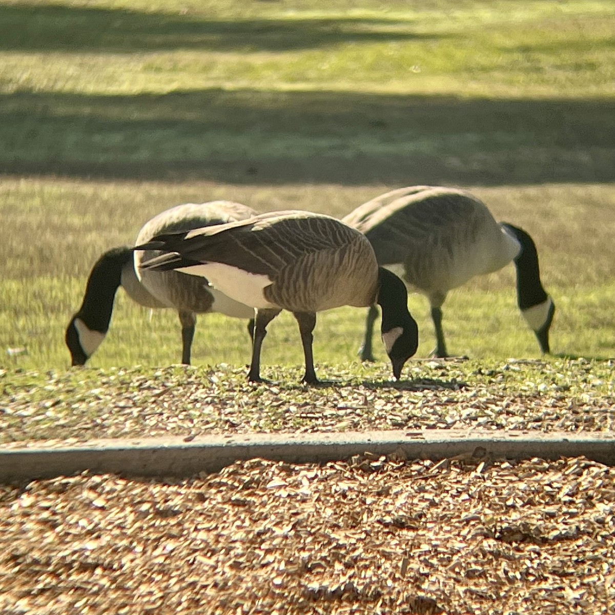 Cackling Goose - ML507288051