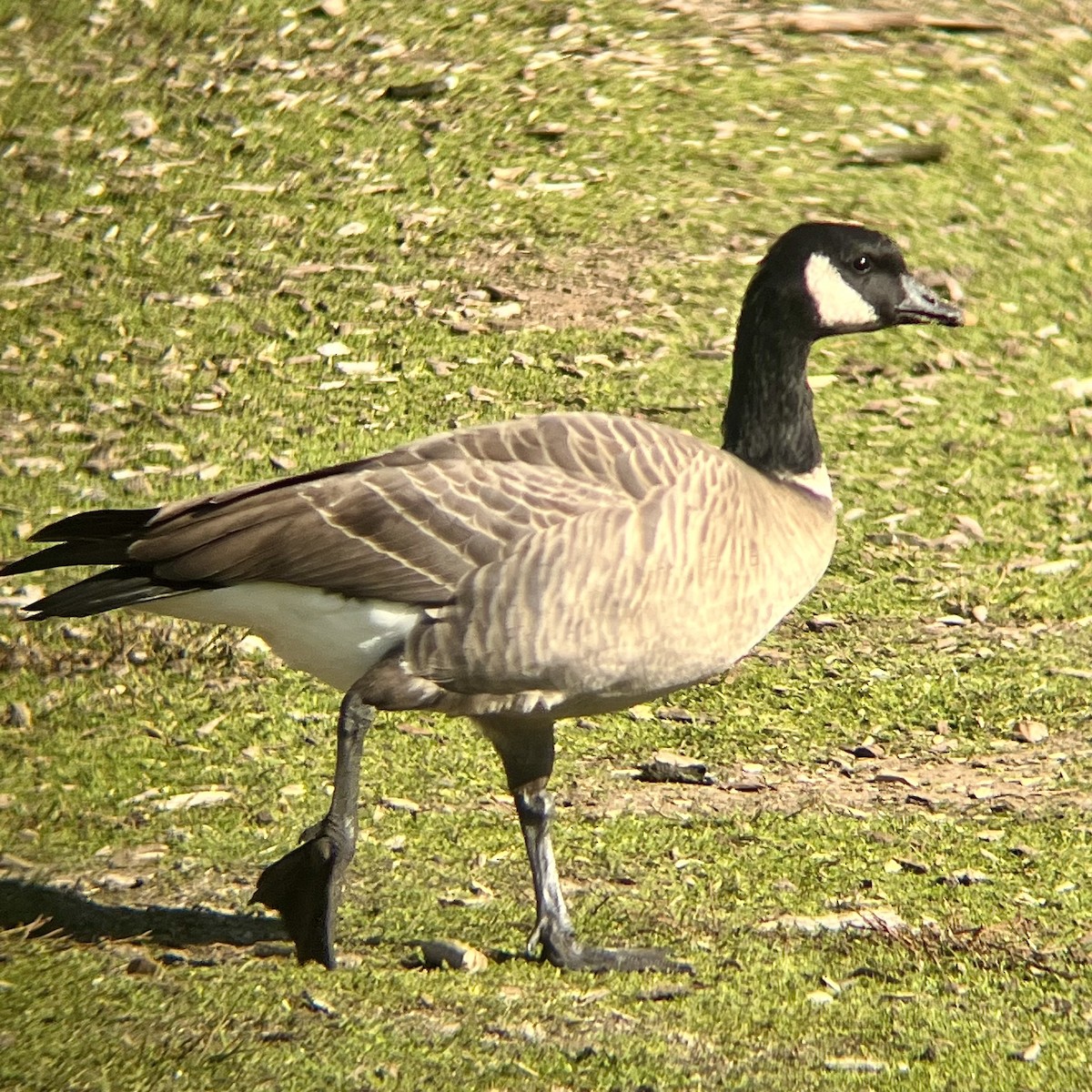 Cackling Goose - ML507288061