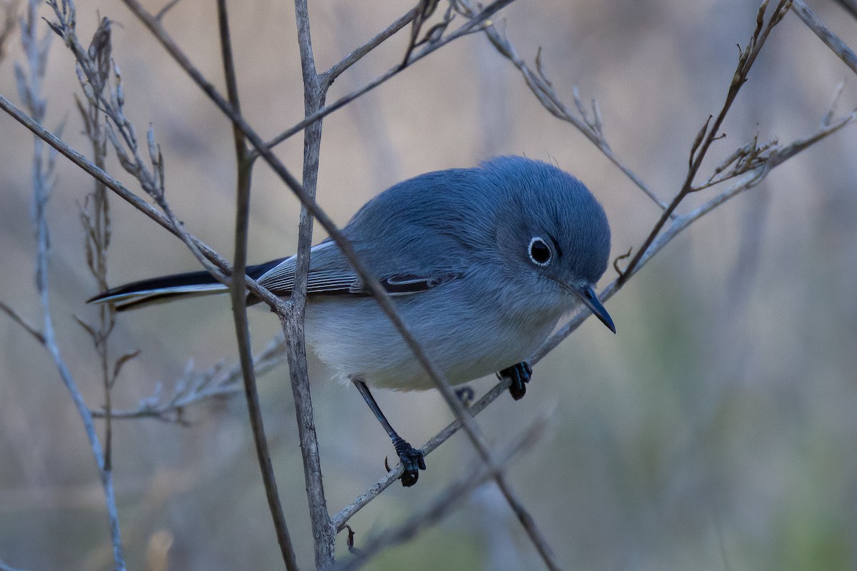 Blue-gray Gnatcatcher - ML507288071