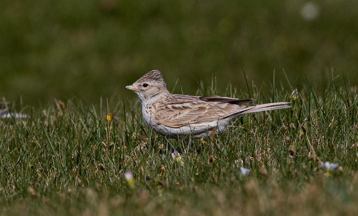 Asian Short-toed Lark - ML507289181