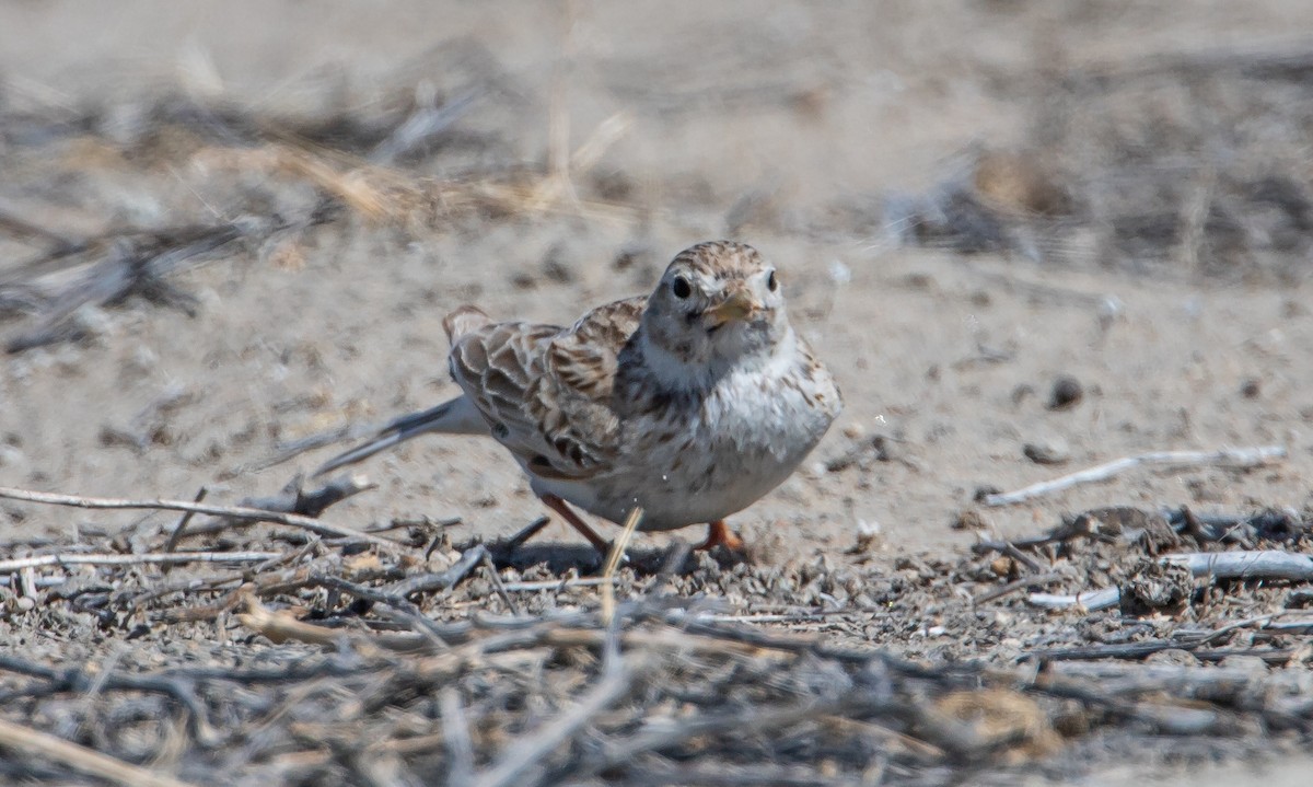 Asian Short-toed Lark - Gombobaatar Sundev