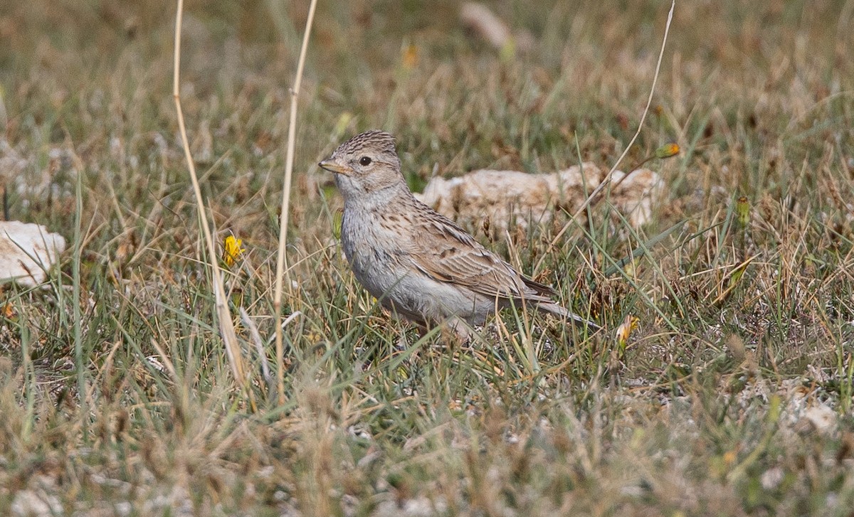 Asian Short-toed Lark - Gombobaatar Sundev