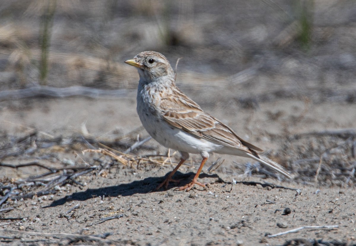 Asian Short-toed Lark - Gombobaatar Sundev