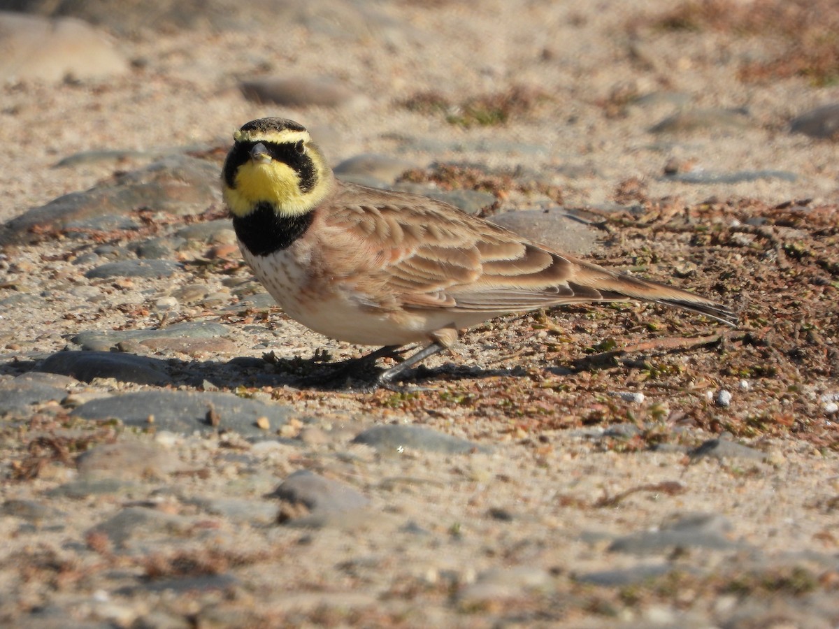 Horned Lark - ML507290291