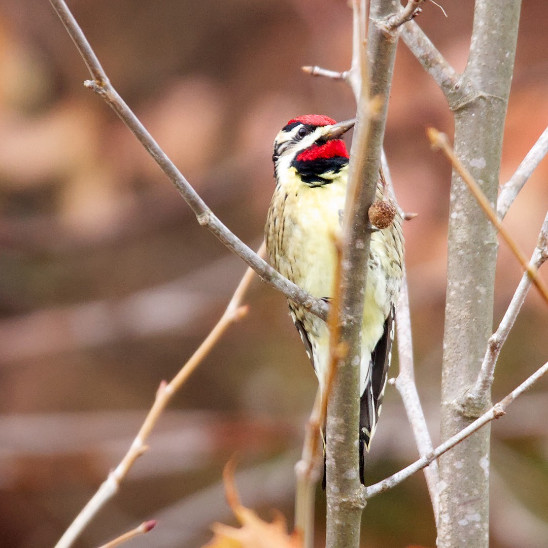 Yellow-bellied Sapsucker - ML507290581