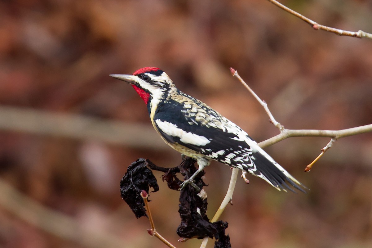 Yellow-bellied Sapsucker - ML507290591