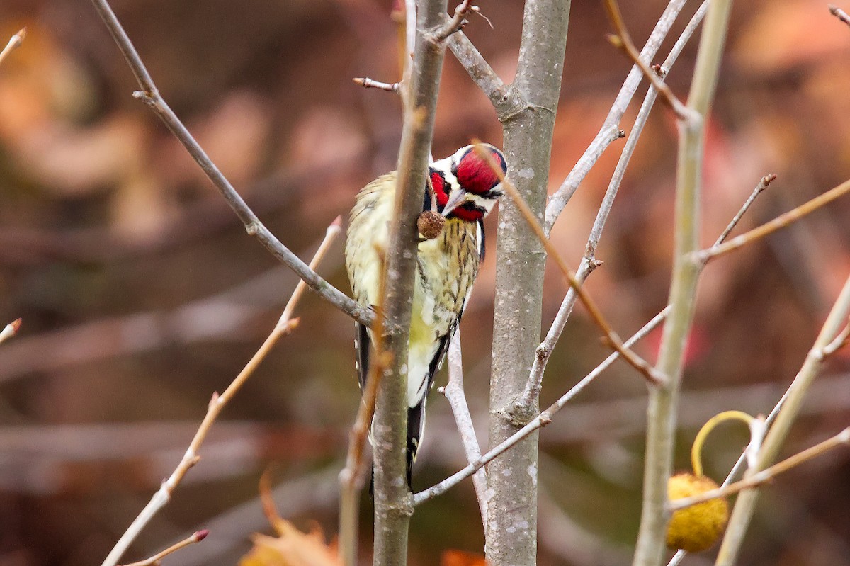 Yellow-bellied Sapsucker - ML507290601