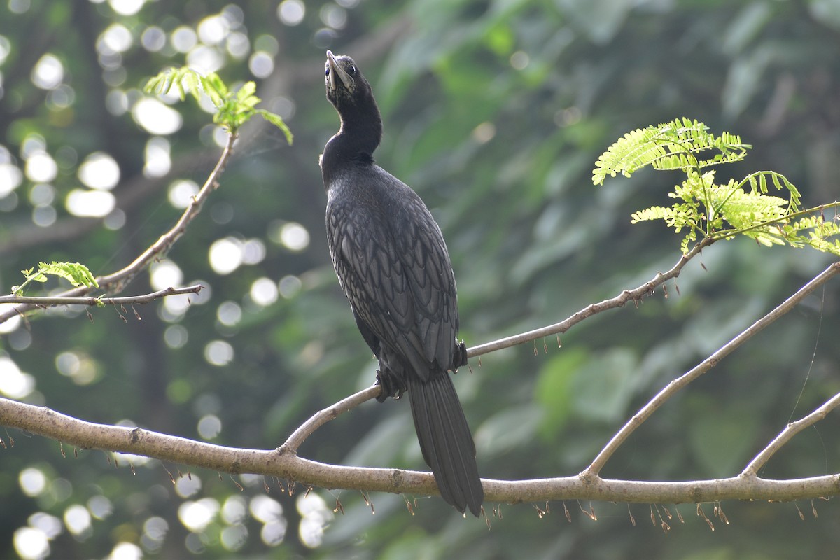 Little Cormorant - ML507290681