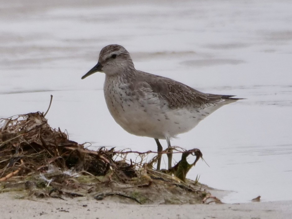 Red Knot - Keith Morris