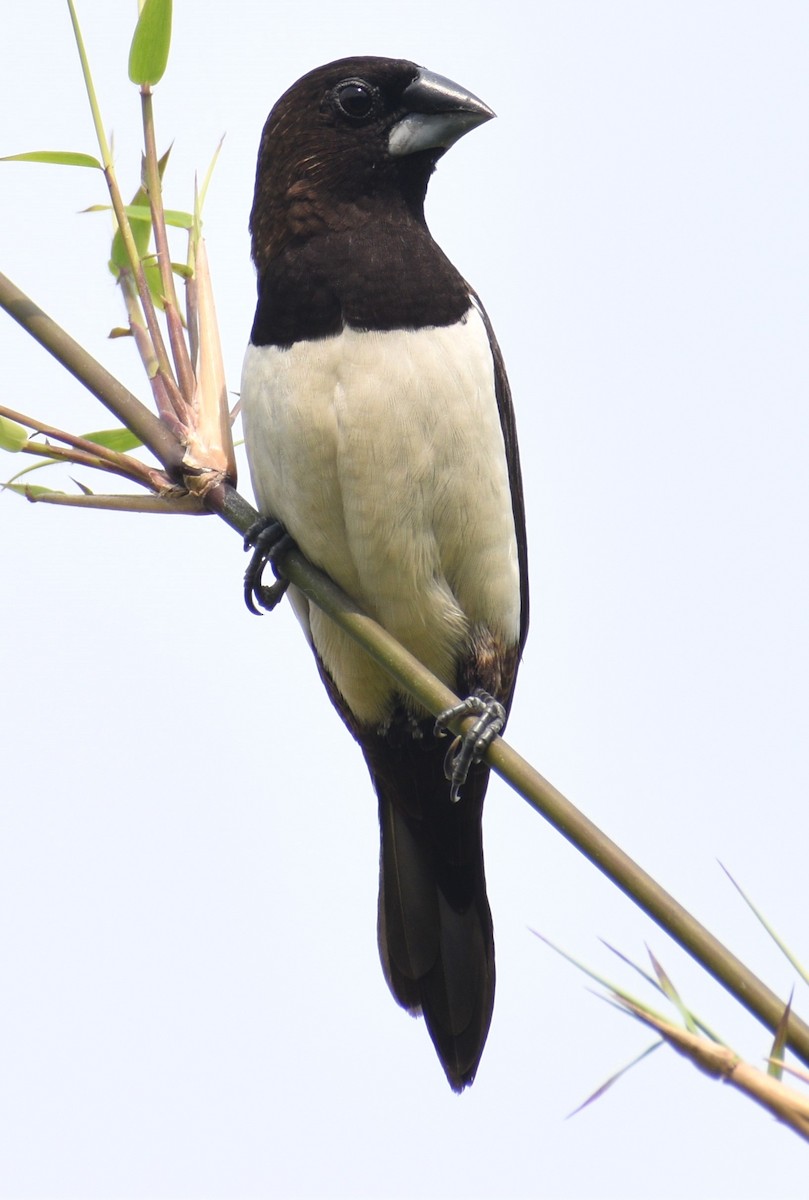 White-rumped Munia - ML507290871