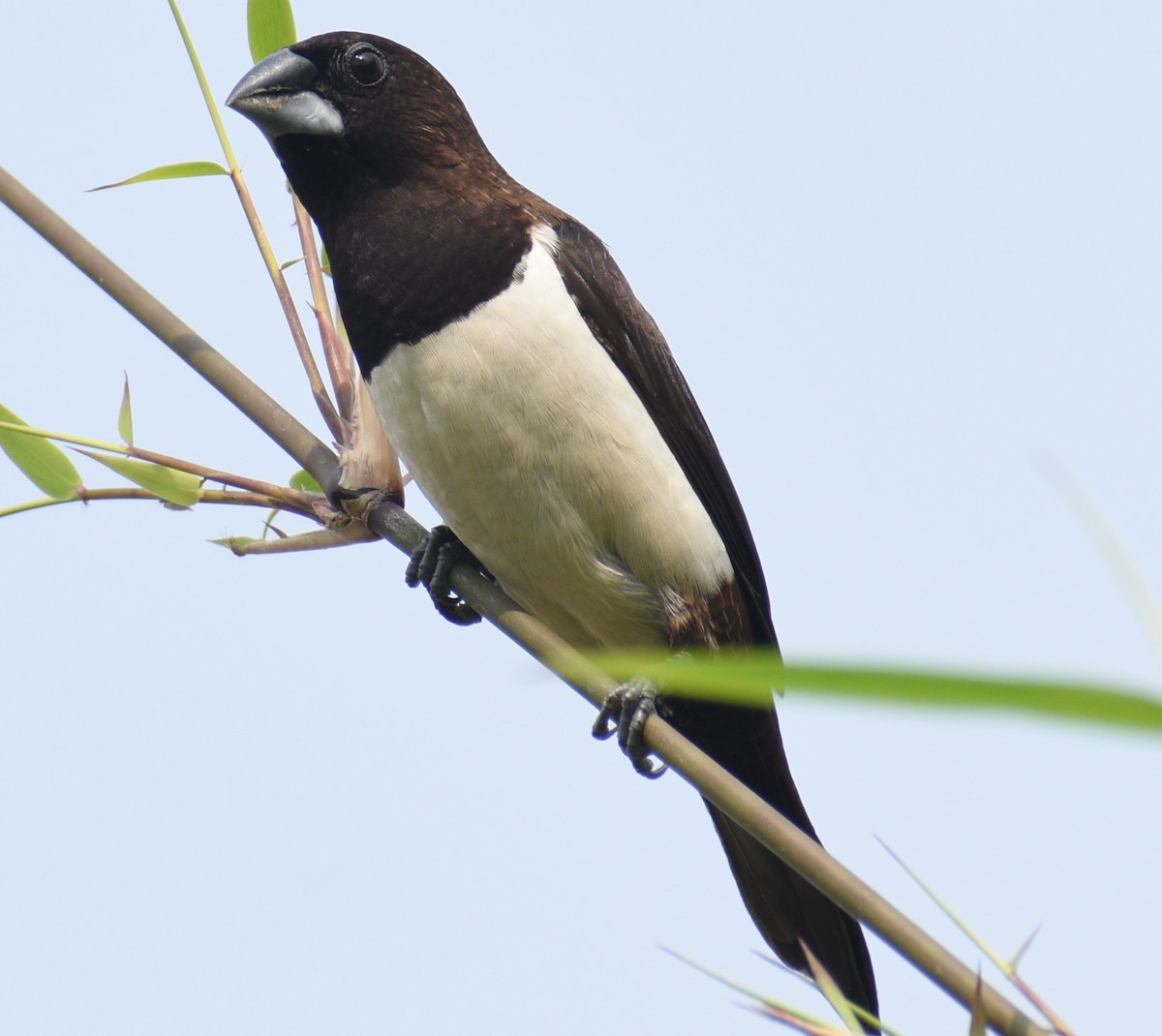 White-rumped Munia - George Kuriakose  Basil