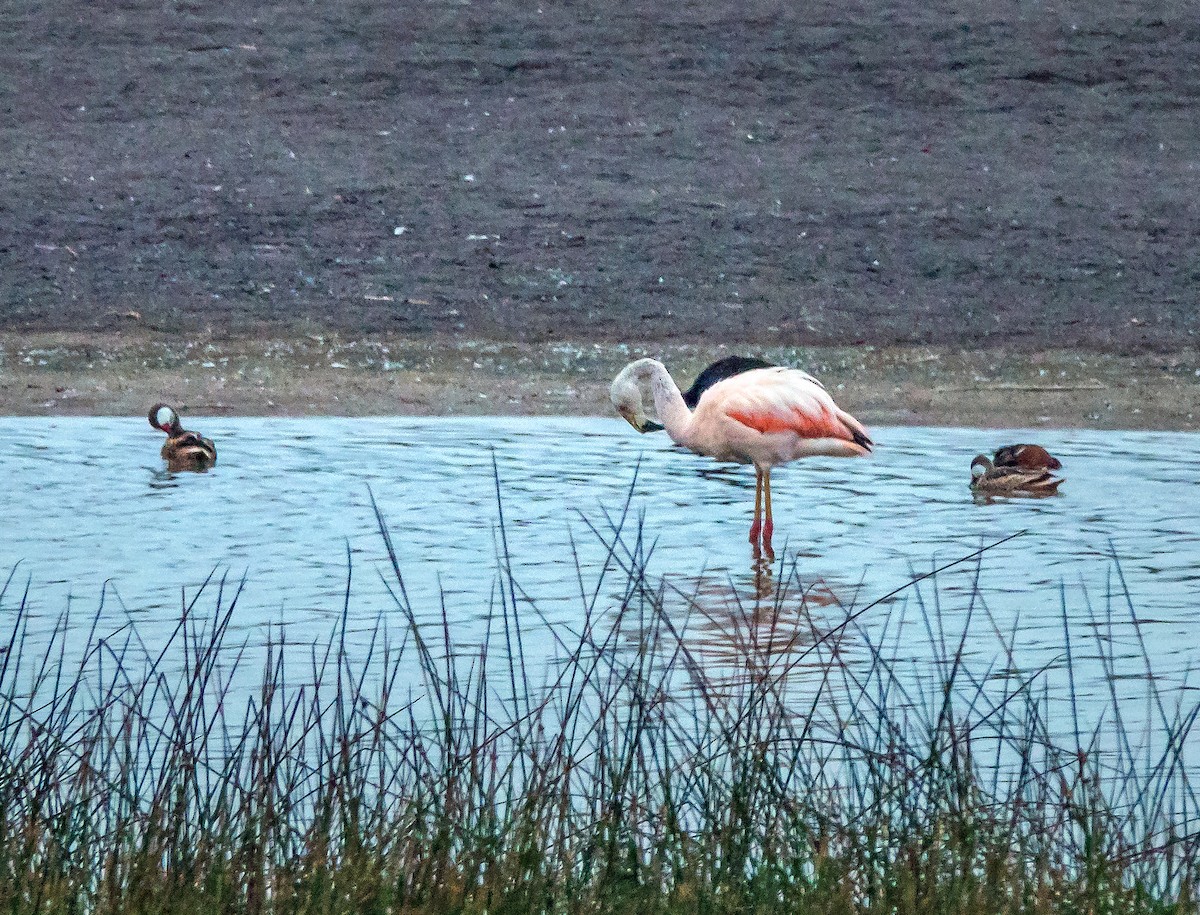 Chilean Flamingo - ML507291131