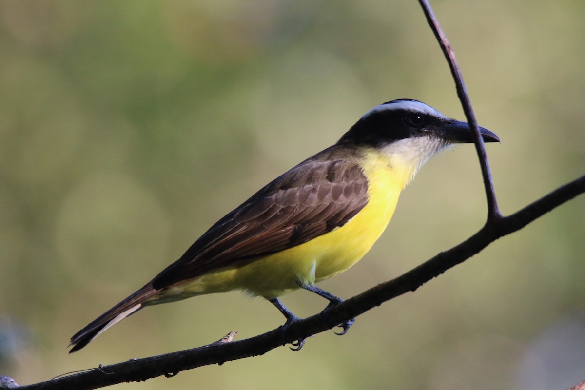 Boat-billed Flycatcher (Northern) - ML50729161