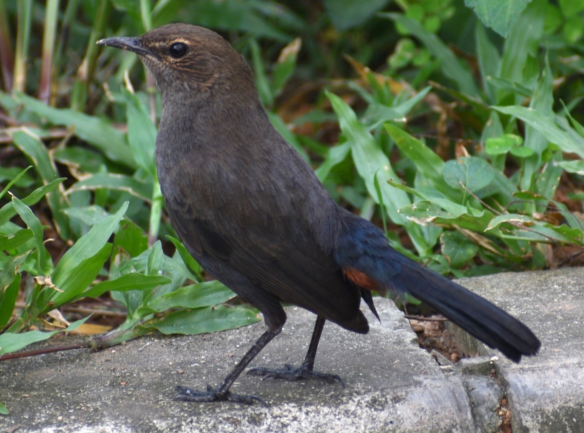 Indian Robin - ML507291981