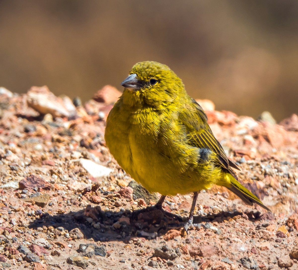 Greenish Yellow-Finch - ML507292121