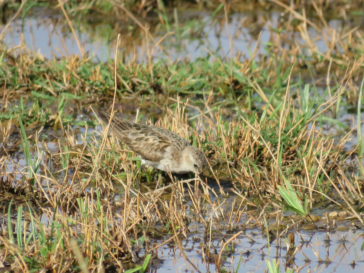 Little Stint - ML507292411