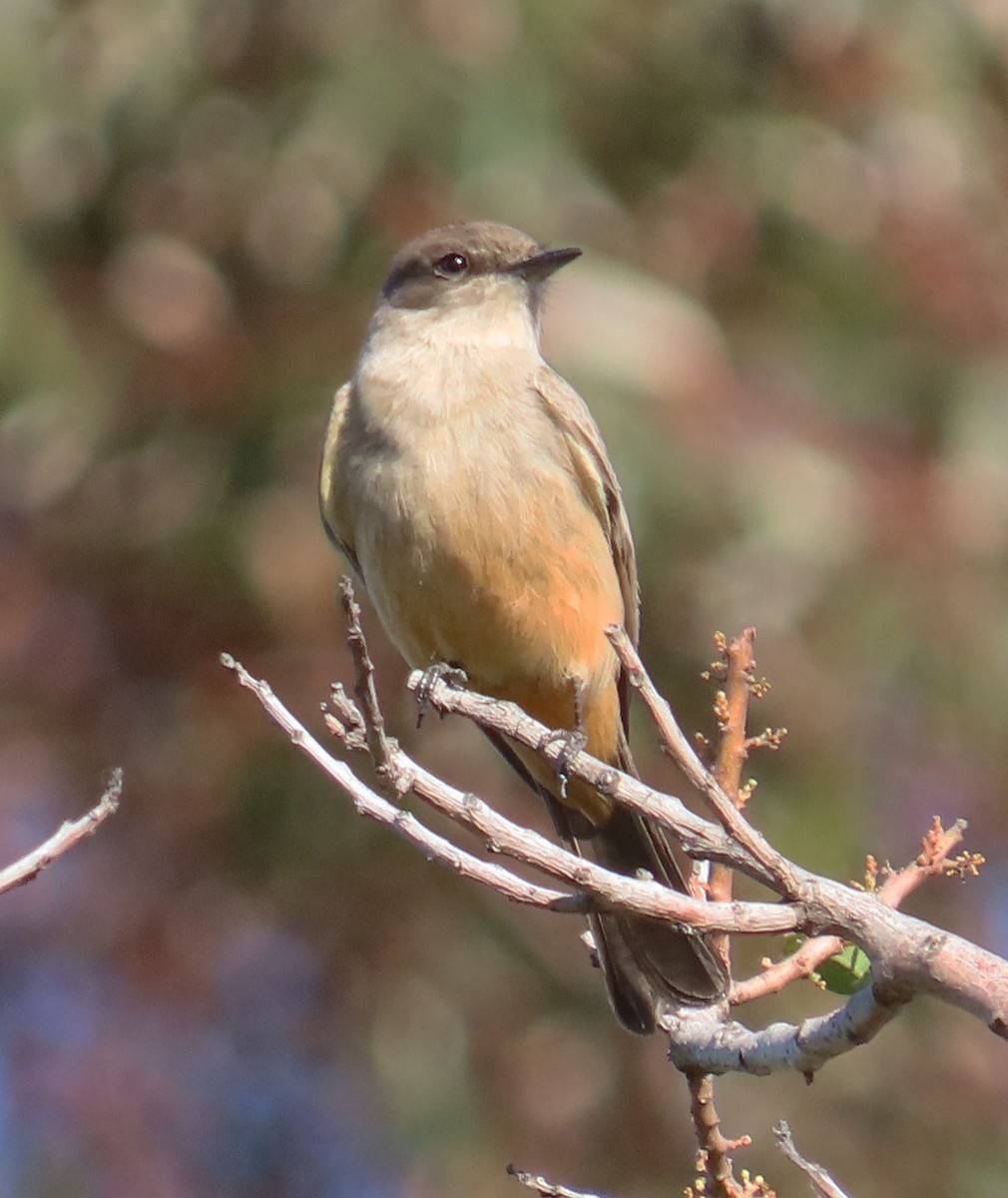 Say's Phoebe - ML507292431