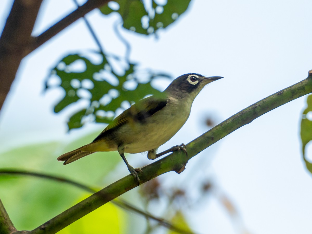 Morotai White-eye - ML507292781