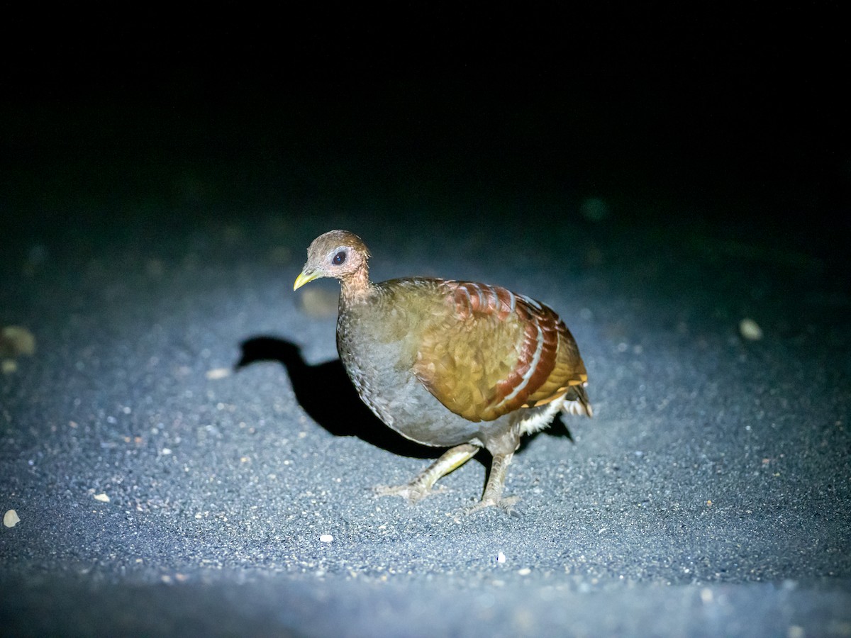 Wallace-Großfußhuhn - ML507292961