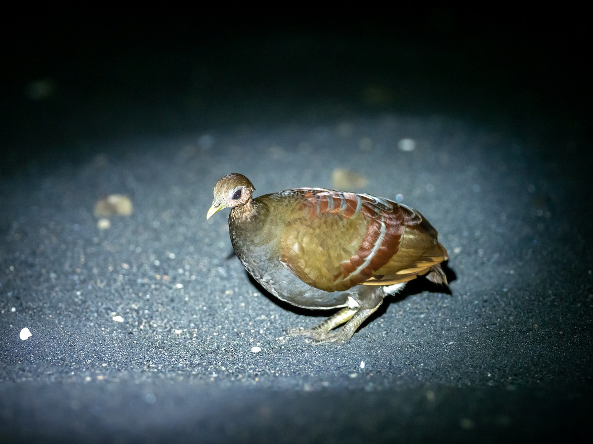 Moluccan Megapode - ML507292971