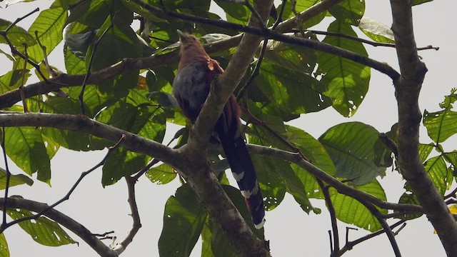 Squirrel Cuckoo - ML507295271