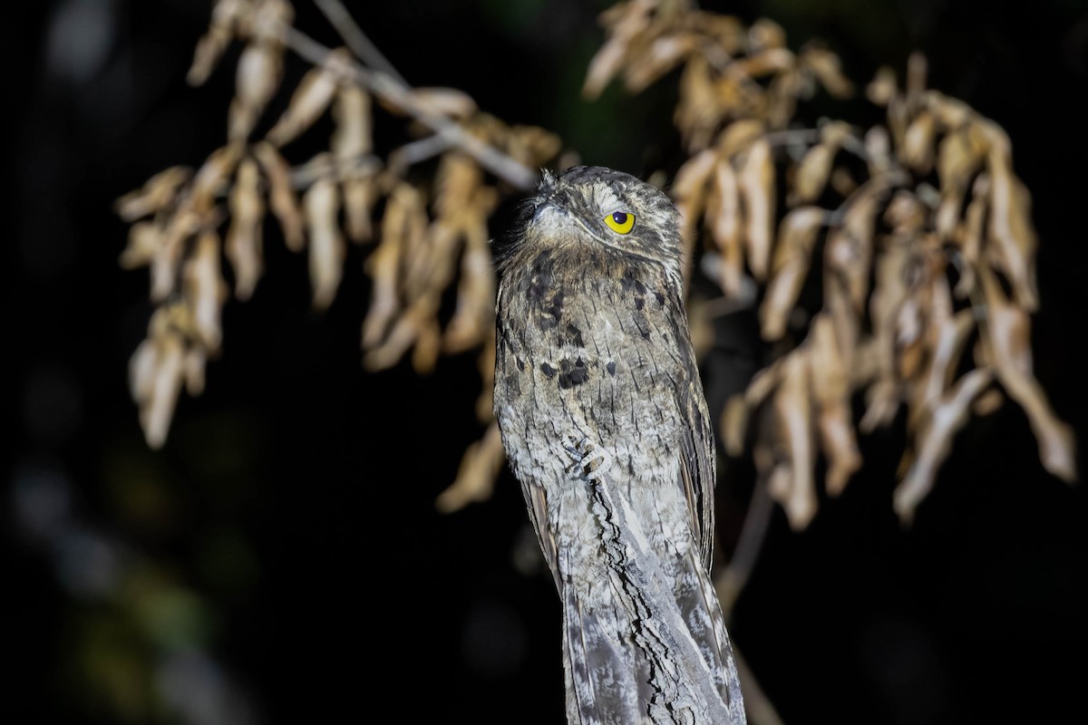 Common Potoo - ML507295311