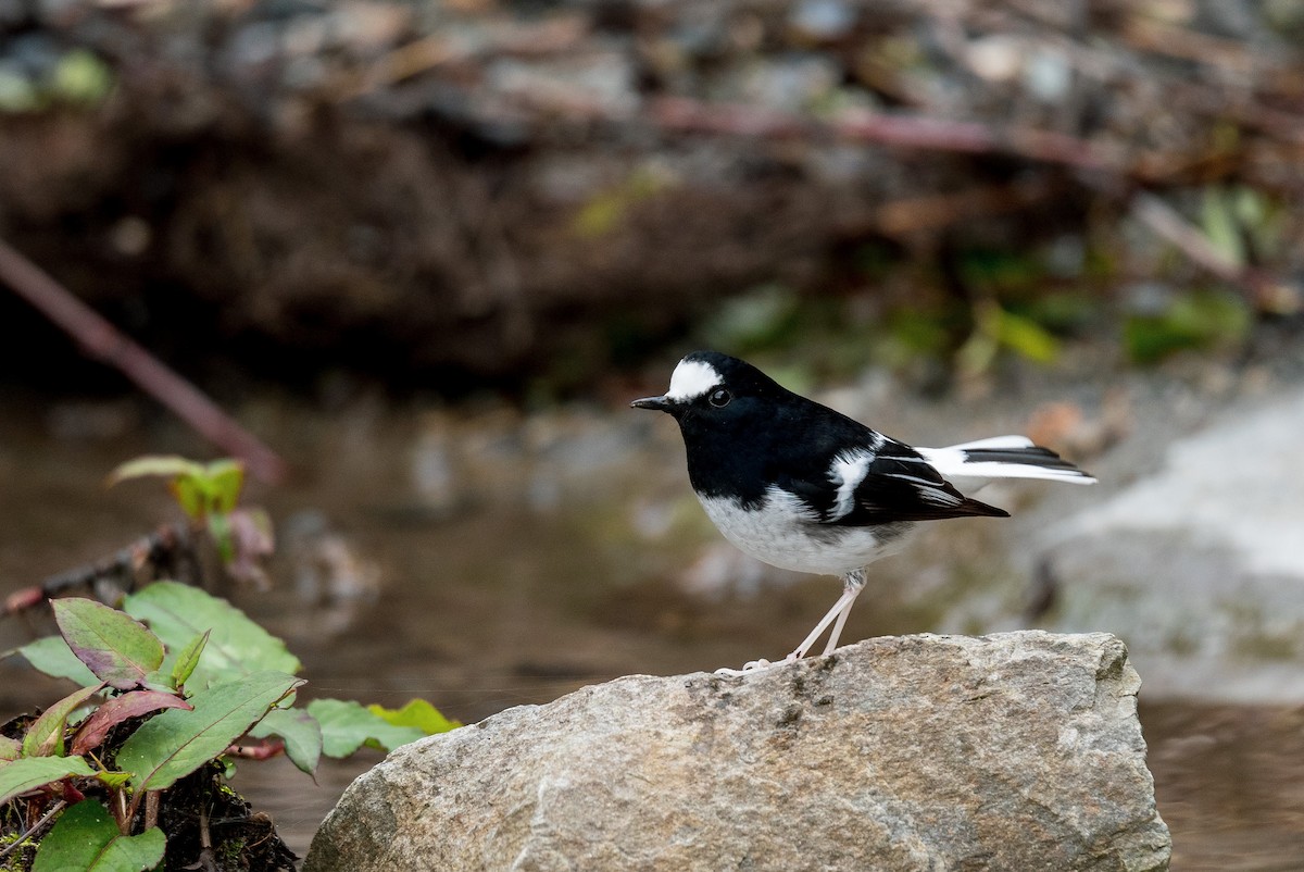 Little Forktail - ML507295361