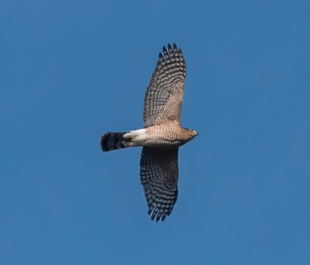 Sharp-shinned Hawk - Gregg Petersen