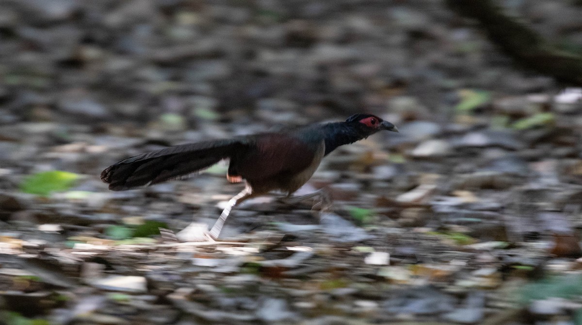 Rufous-winged Ground-Cuckoo - Brad Murphy