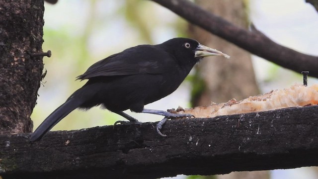 Yellow-billed Cacique - ML507295771