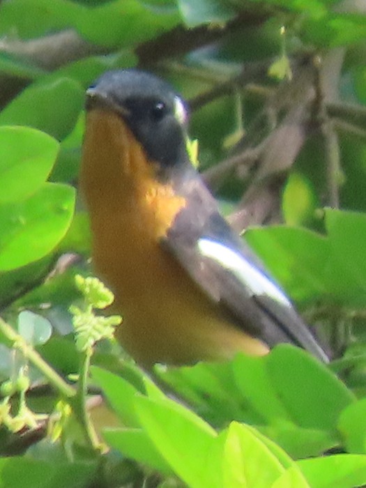 Mugimaki Flycatcher - ML507295811