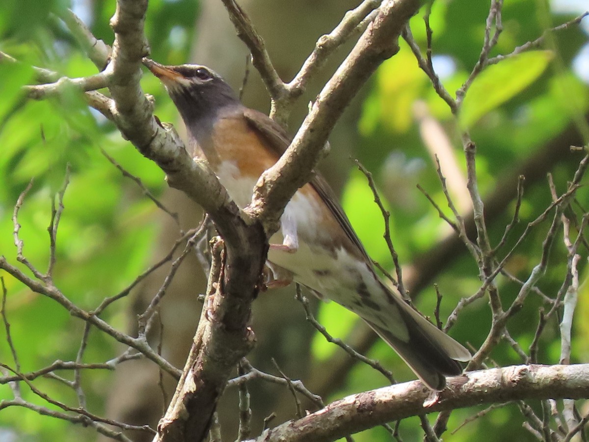 Eyebrowed Thrush - ML507295931