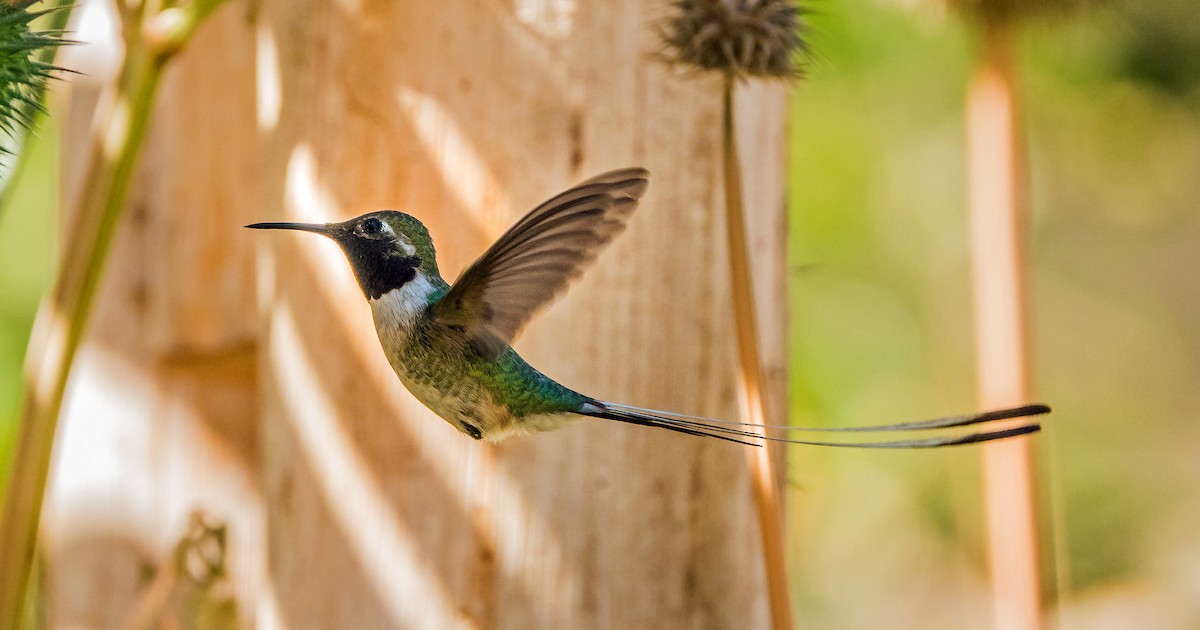 Peruvian Sheartail - ML507296671