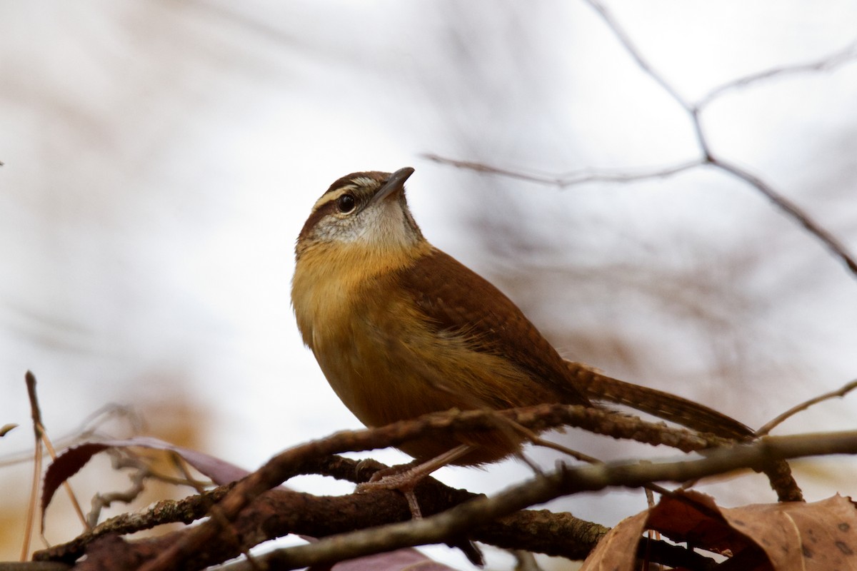 Carolina Wren - ML507297151