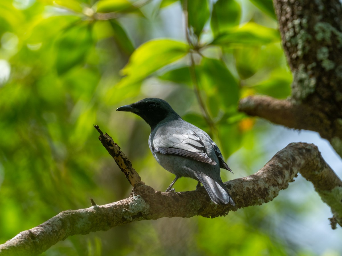 Pale-shouldered Cicadabird - Mike Greenfelder