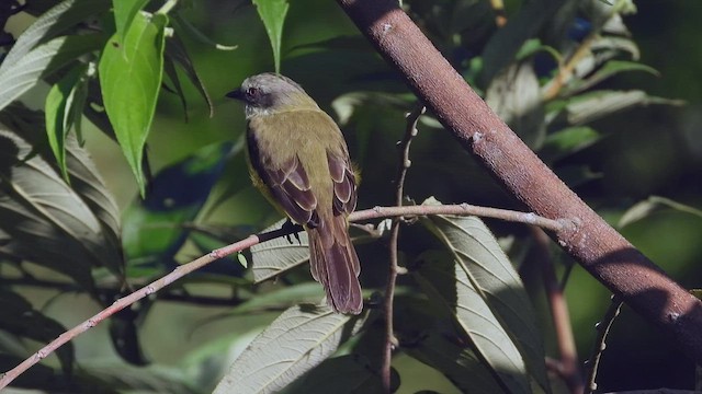 Gray-capped Flycatcher - ML507298641