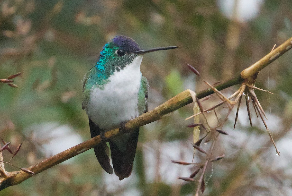 Andean Emerald - ML507298771